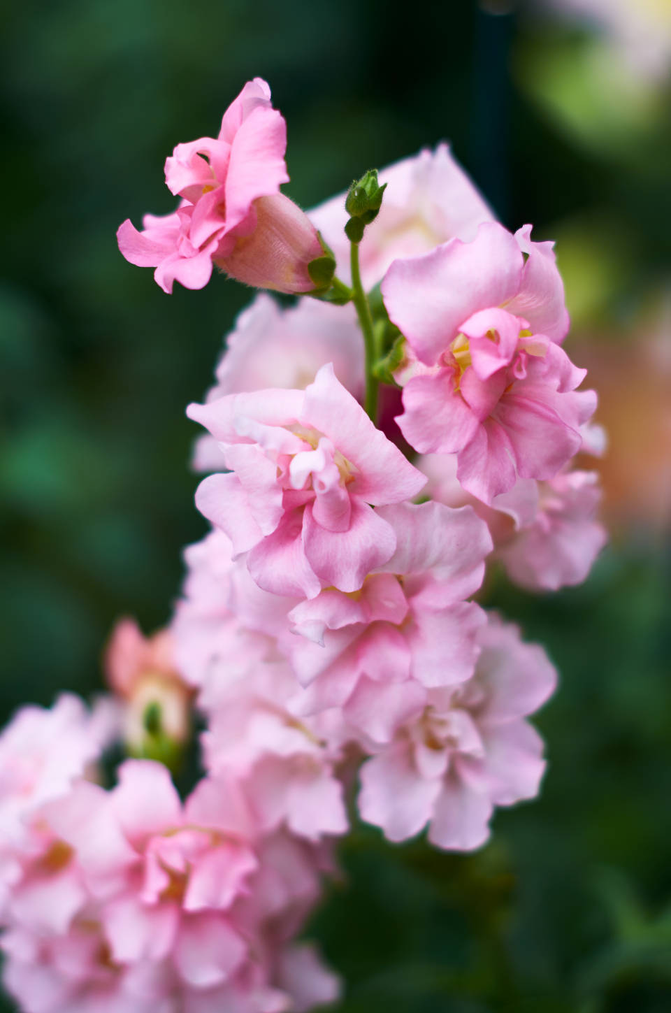 Pretty Pink Snapdragon Flower Wallpaper