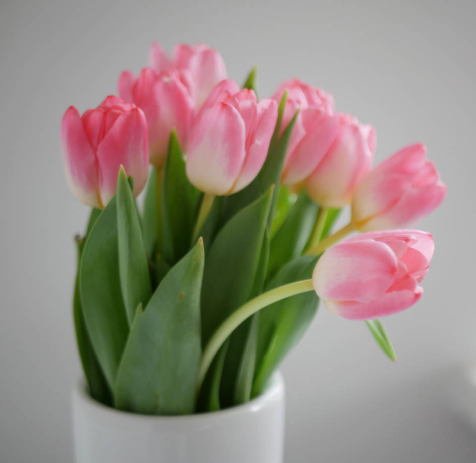 Pretty Pink Tulips White Ceramic Vase Wallpaper