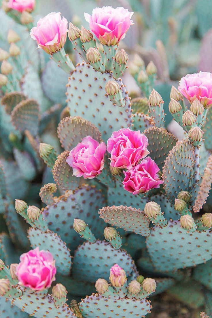 Prickly Pear Cactus Flower Wallpaper