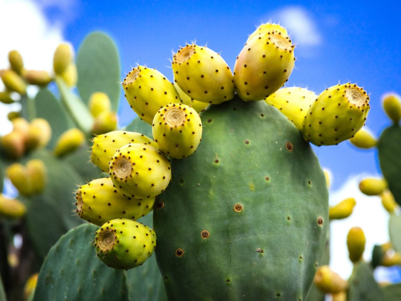 Prickly Pear Indian Fig Opuntia Cactus Wallpaper