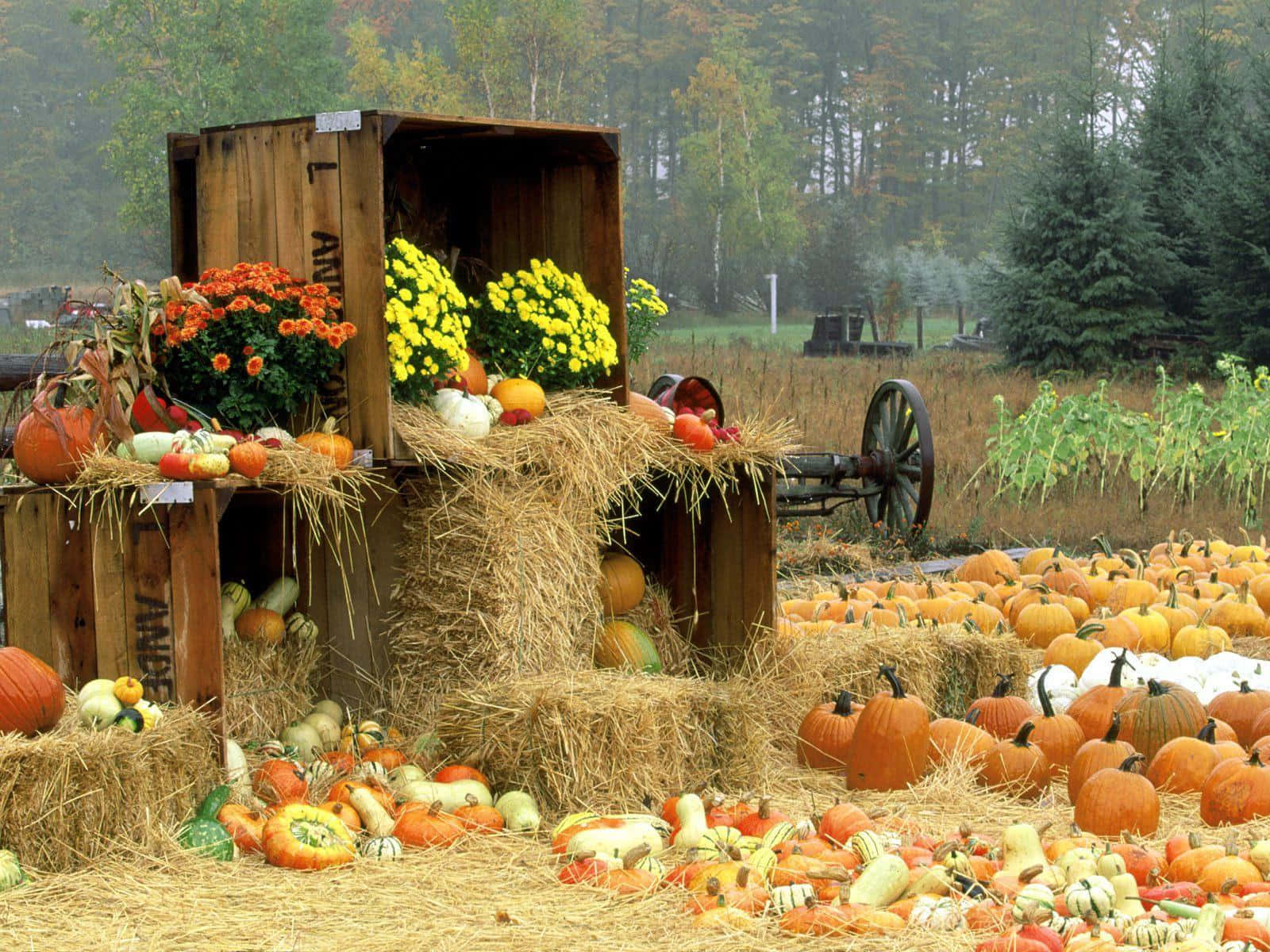 Pumpkins In The Autumn Wallpaper