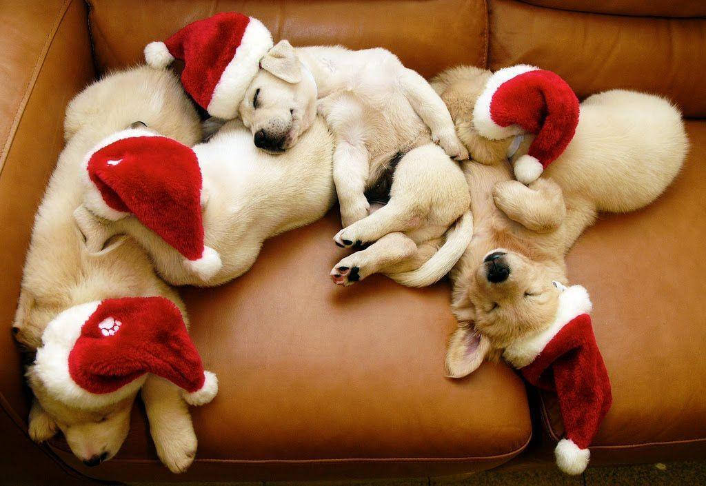 Puppies Wearing Pretty Christmas Hats Wallpaper