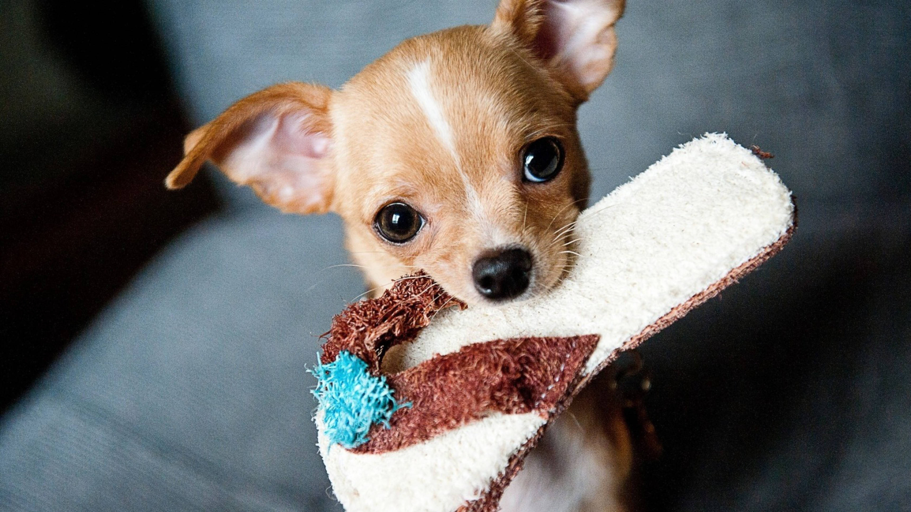 Puppy Dog Biting Slipper In Sofa Wallpaper