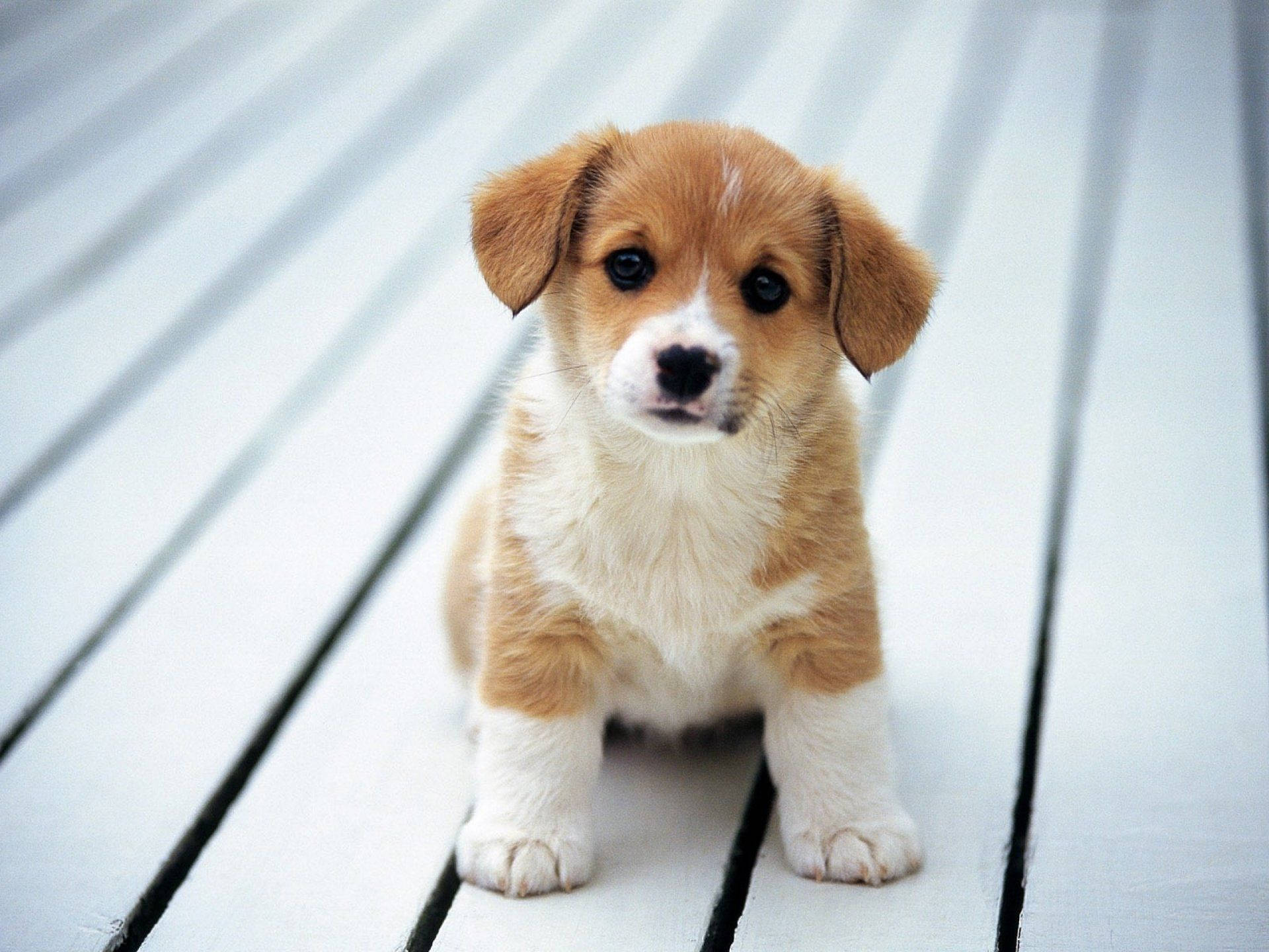 Puppy Dog On White Wooden Floor Wallpaper