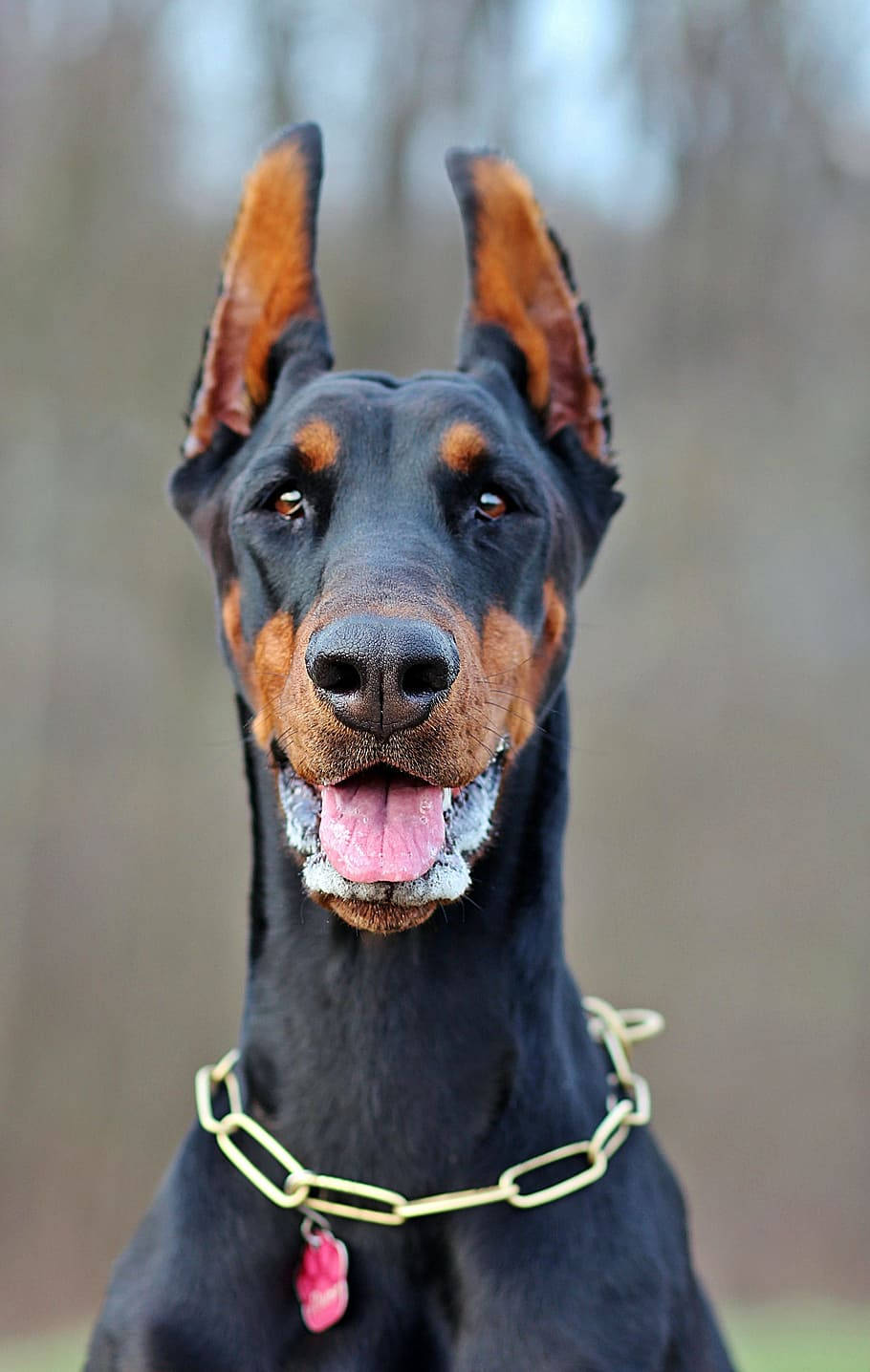 Purebred Doberman Pinscher Wallpaper