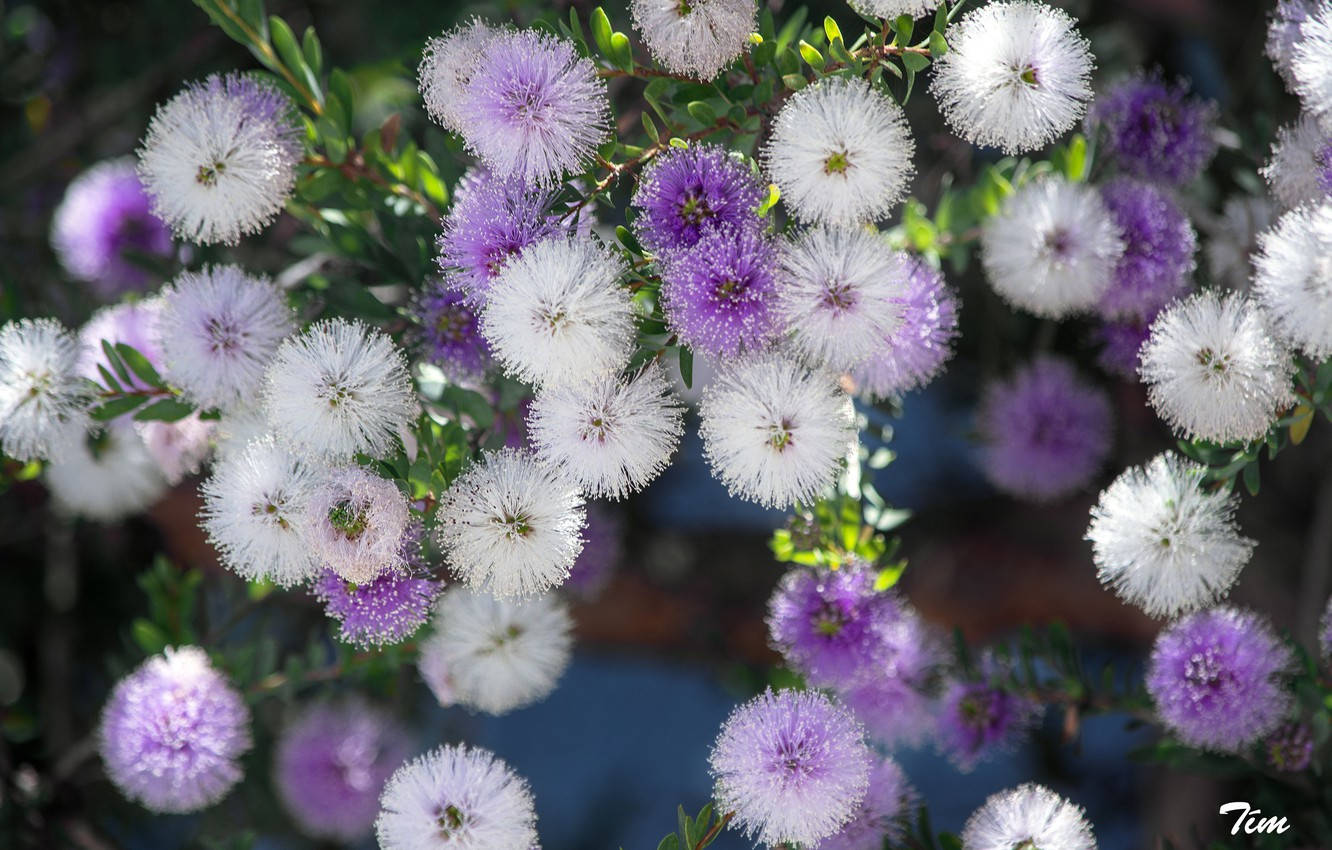 Purple And White Mimosa Flowers Wallpaper