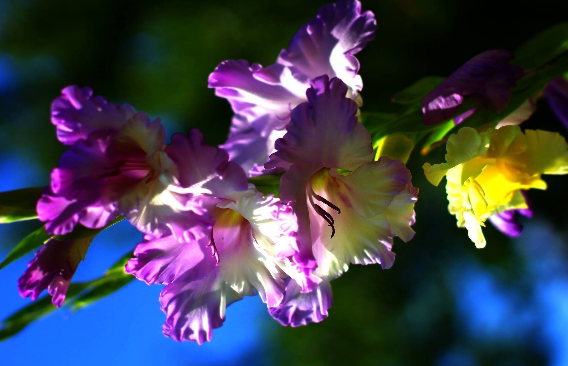 Purple And Yellow Gladiolus Flowers Wallpaper