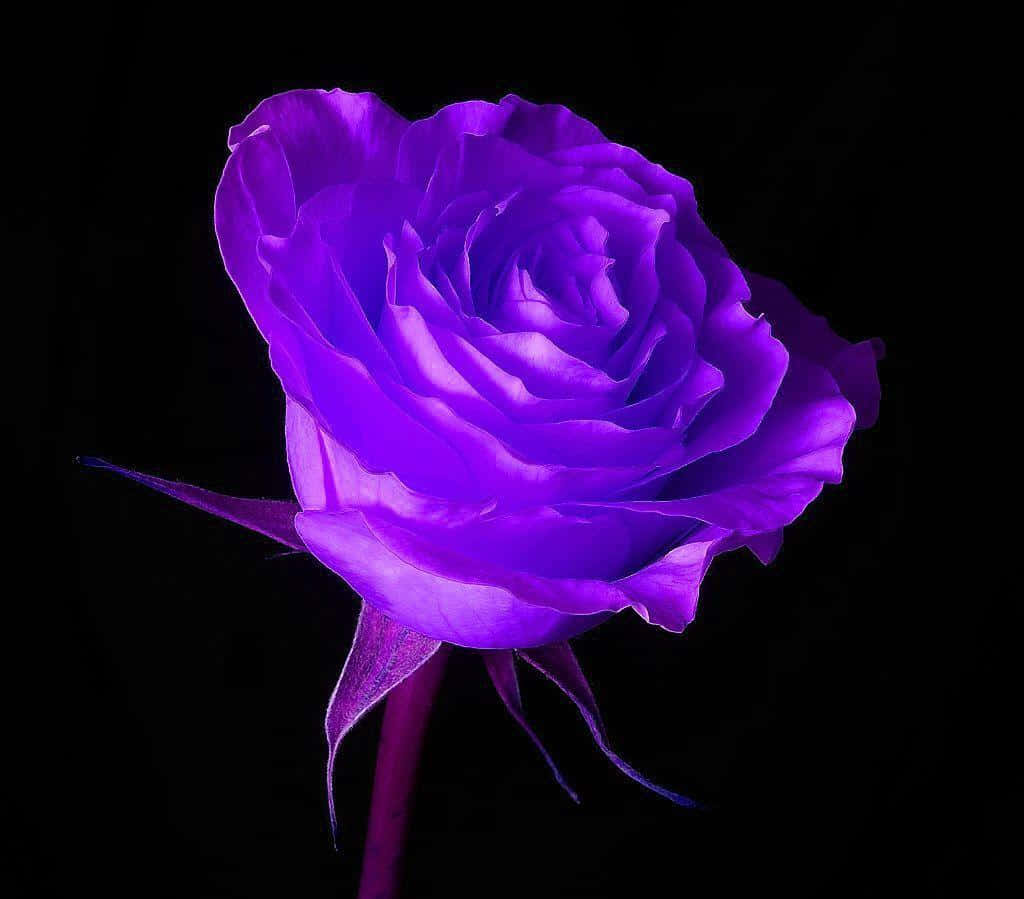 Purple Cool Rose Wallpaper