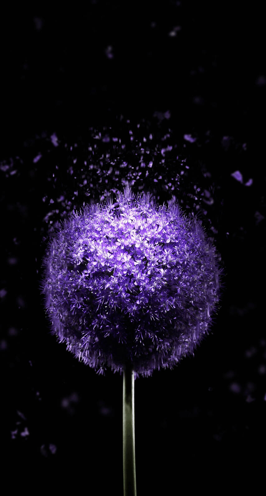 Purple Dandelion Oled Iphone Wallpaper