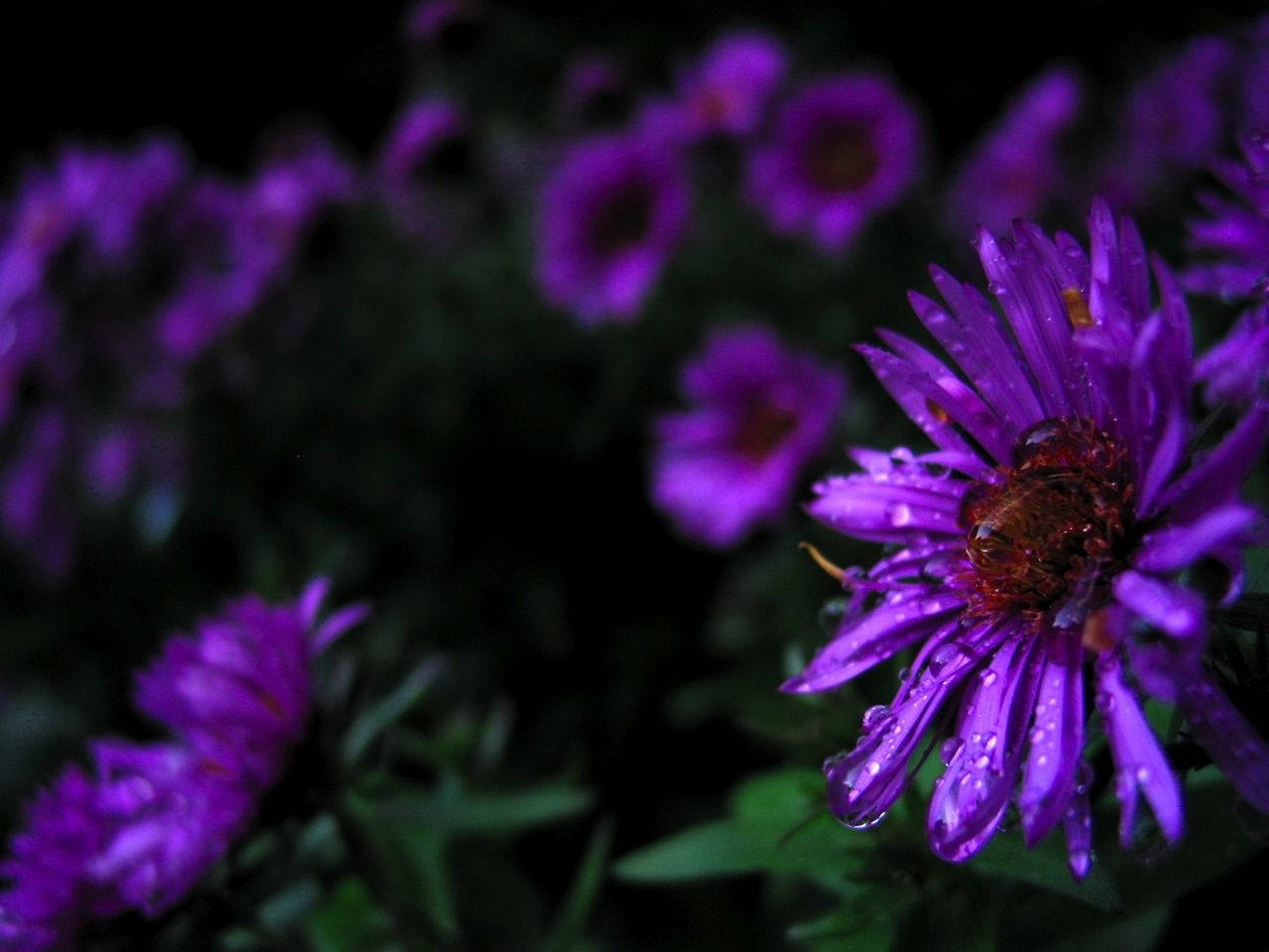 Purple Flowers Leaves And Stems Wallpaper