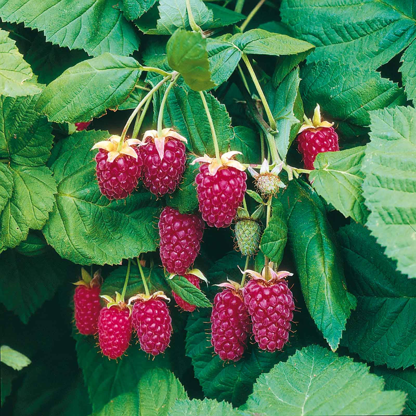 Purple Loganberries Hanging Wallpaper