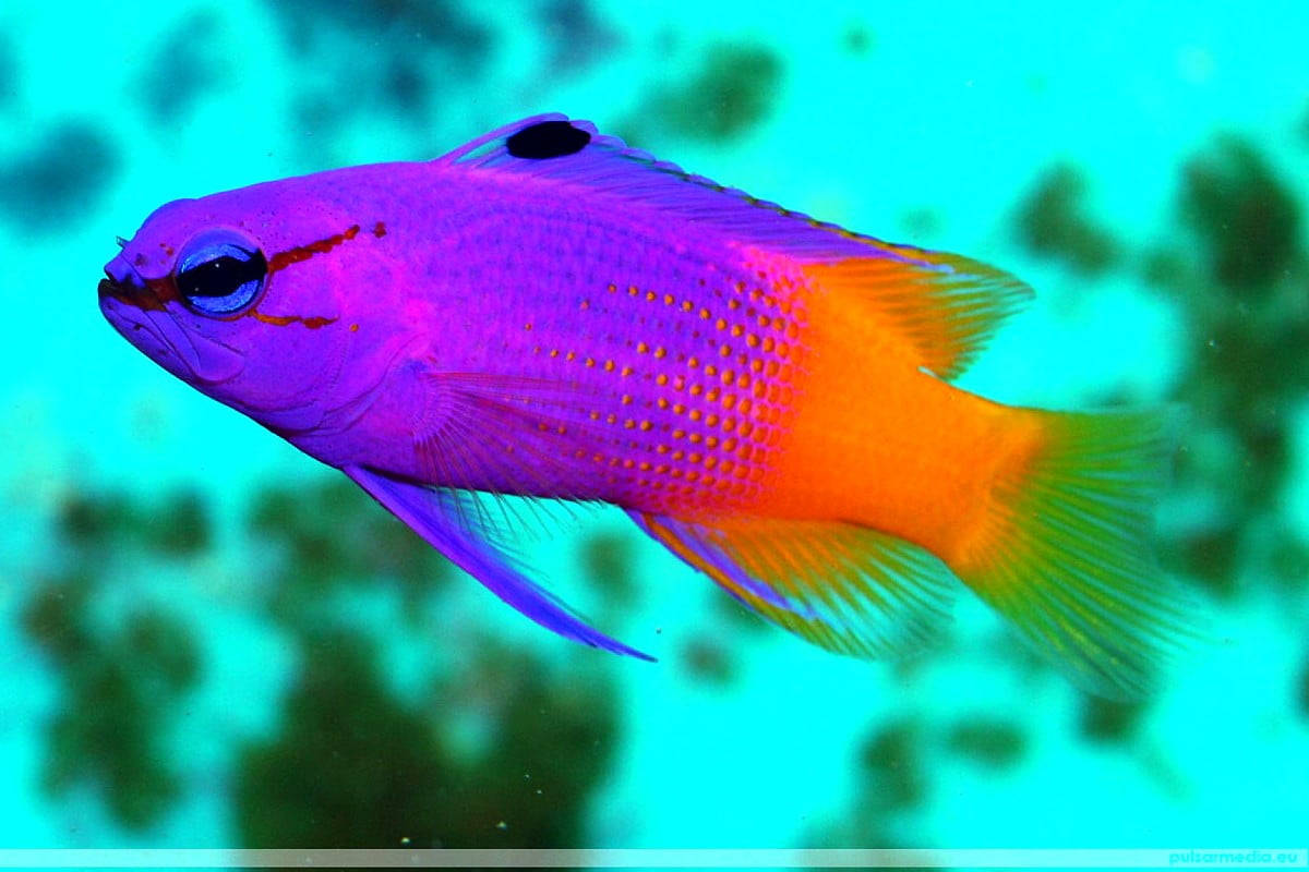 Purple Orange Cool Fish Wallpaper