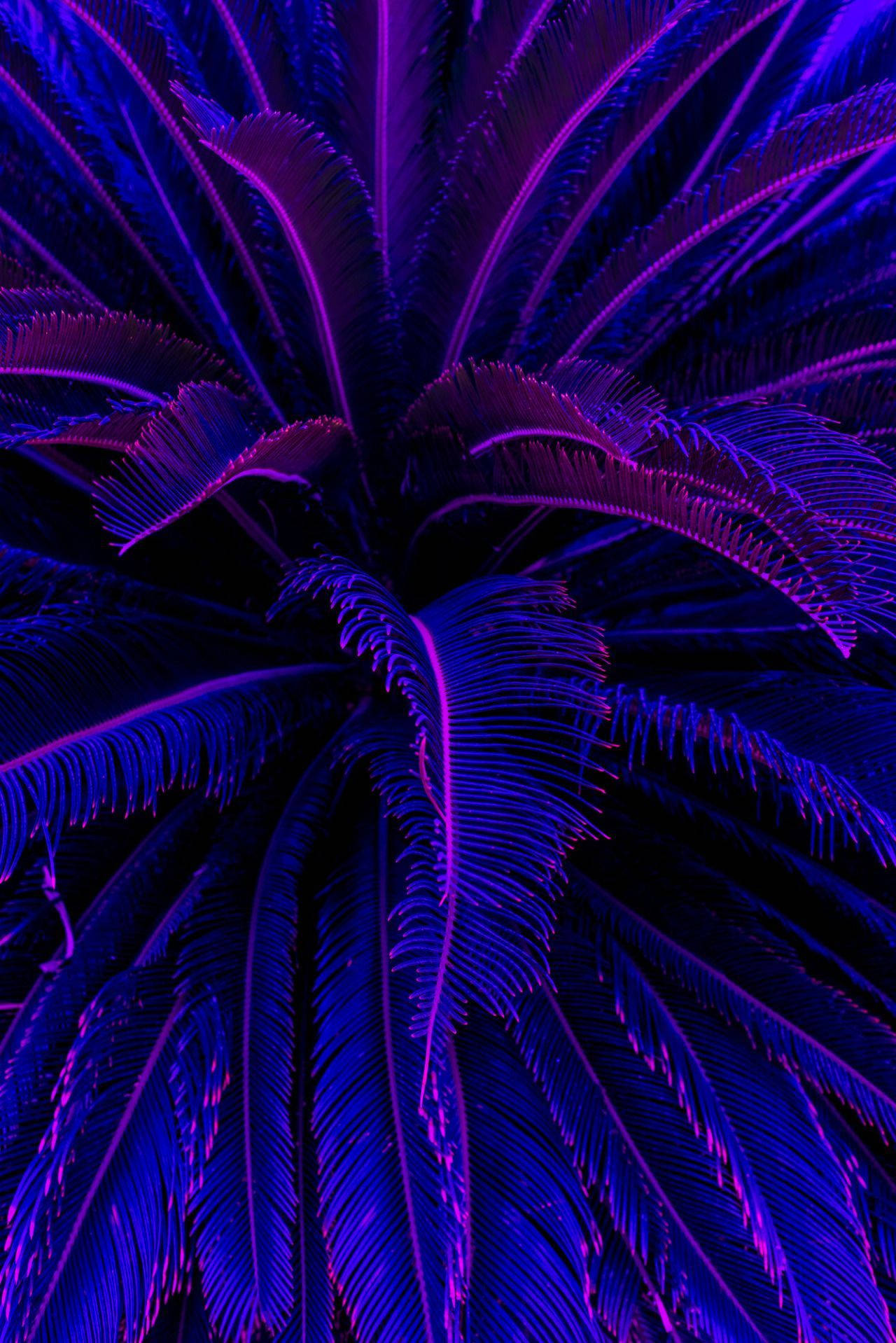 Purple Palm Tree Aesthetic Iphone 11 Wallpaper
