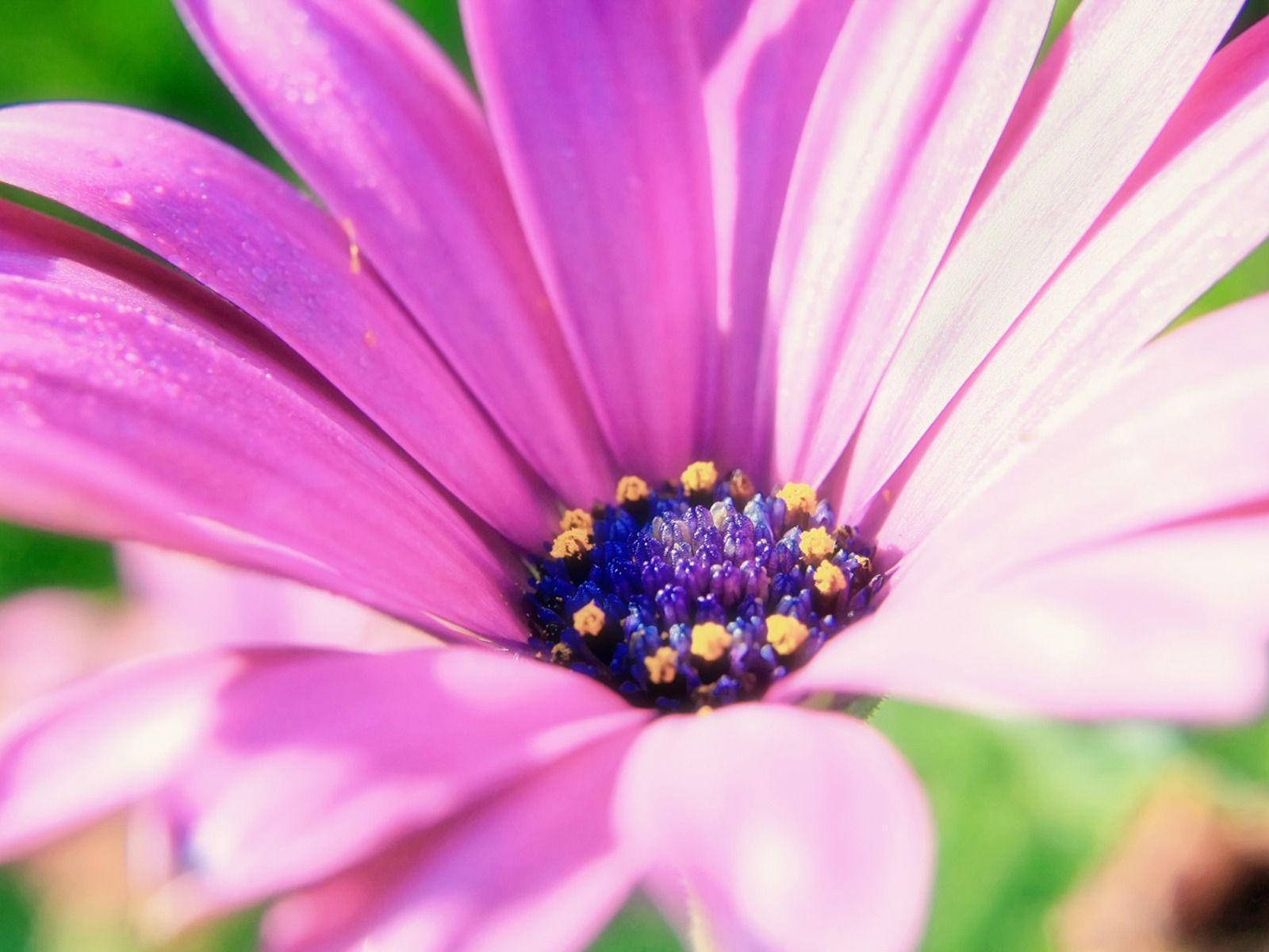 Purple Pink Flower Wallpaper