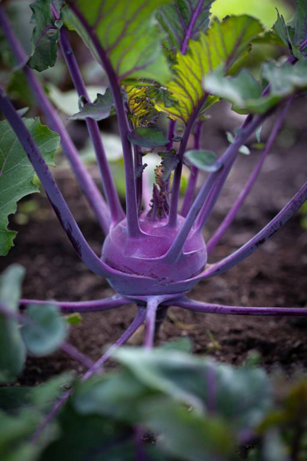 Purple Rooted Kohlrabi Wallpaper