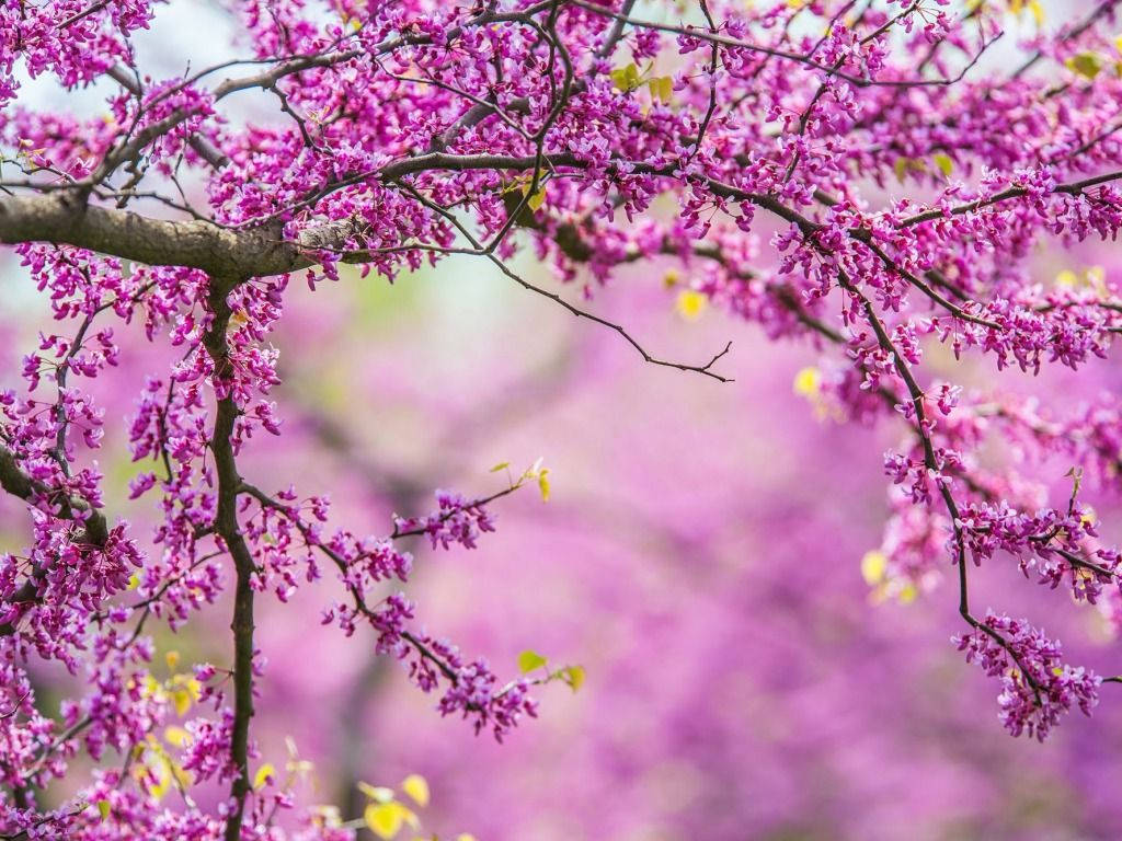 Purple Spring Flowers Wallpaper