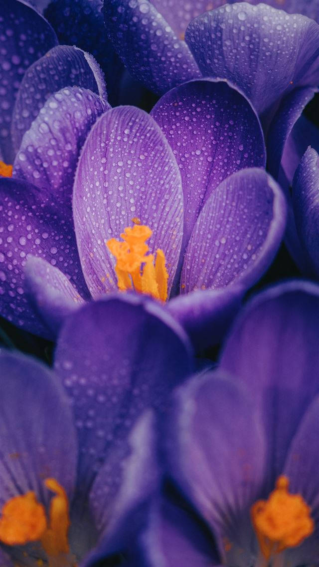Purple Thick Petal Flower Iphone Wallpaper