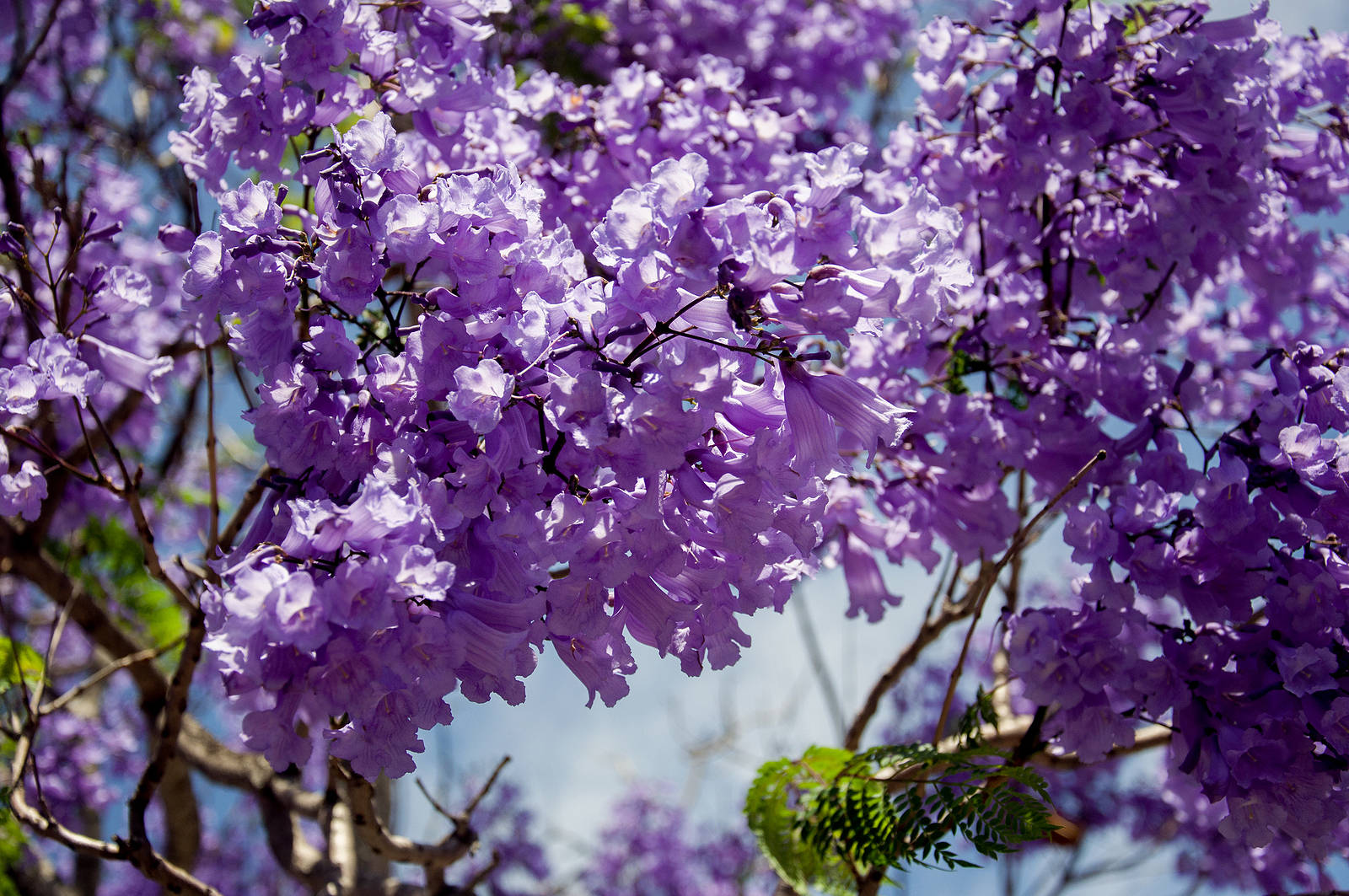 Purple Tree Flowers Wallpaper