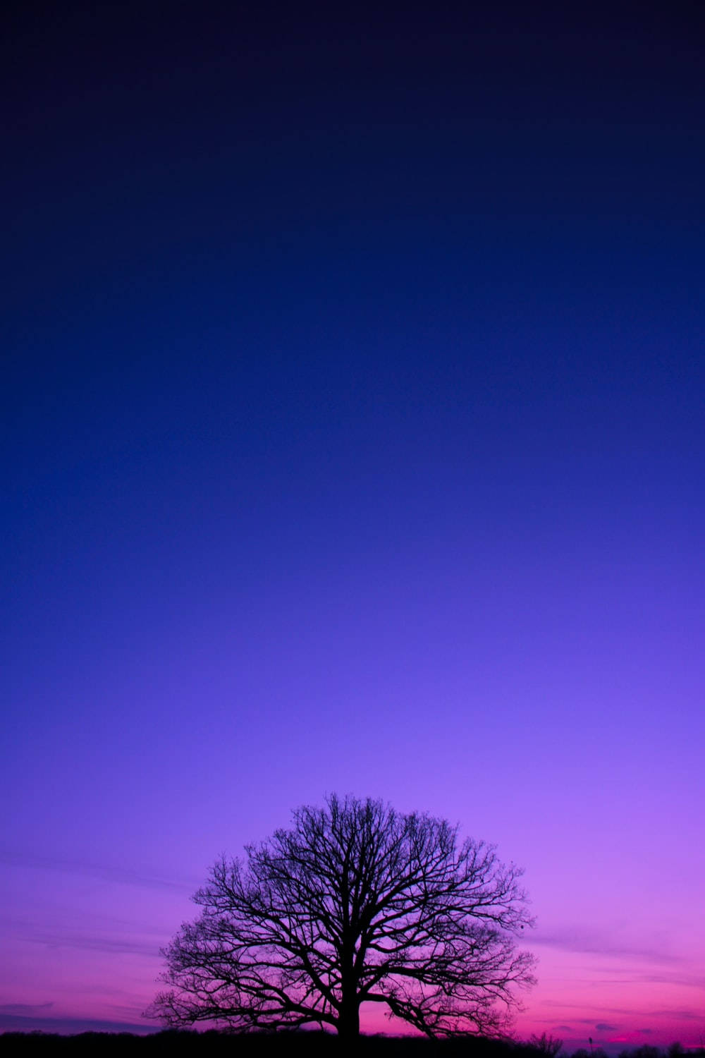 Purple Tree Silhouette Wallpaper