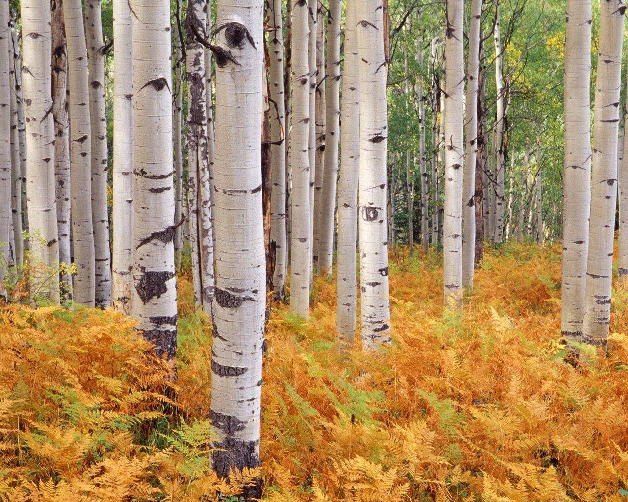 Quaking Aspen Birch Tree Colorado Wallpaper