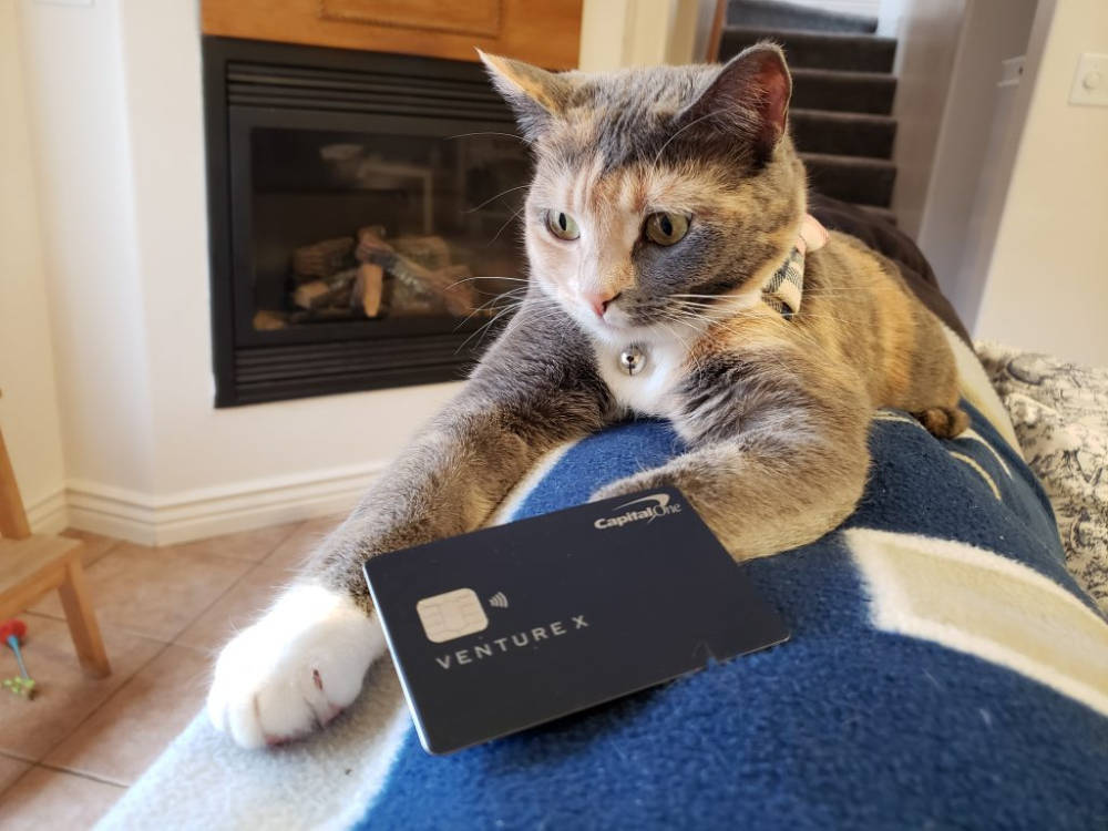 Quirky Cat Holding Capital One Credit Card Wallpaper