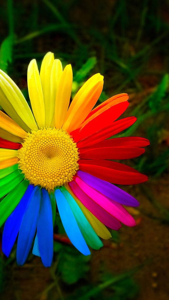 Rainbow Daisy Flower Android Phone Wallpaper