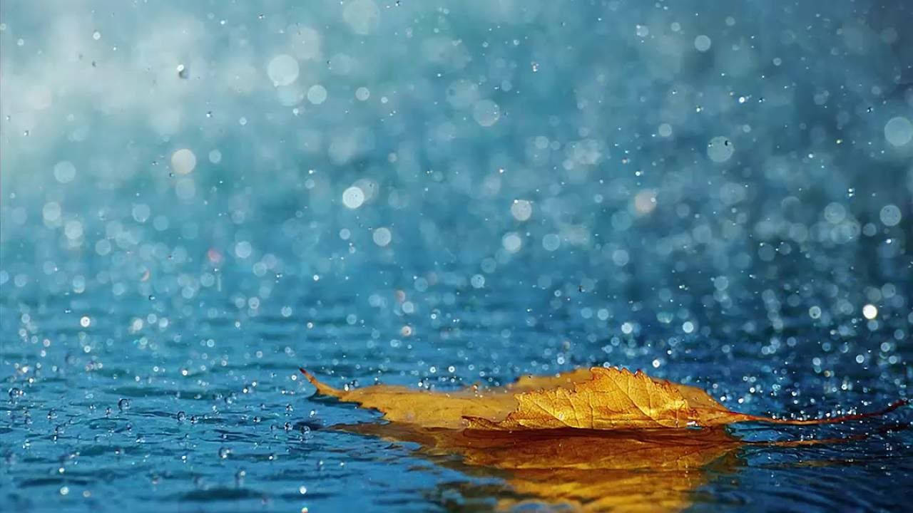 Rainy Nature Photography Wallpaper
