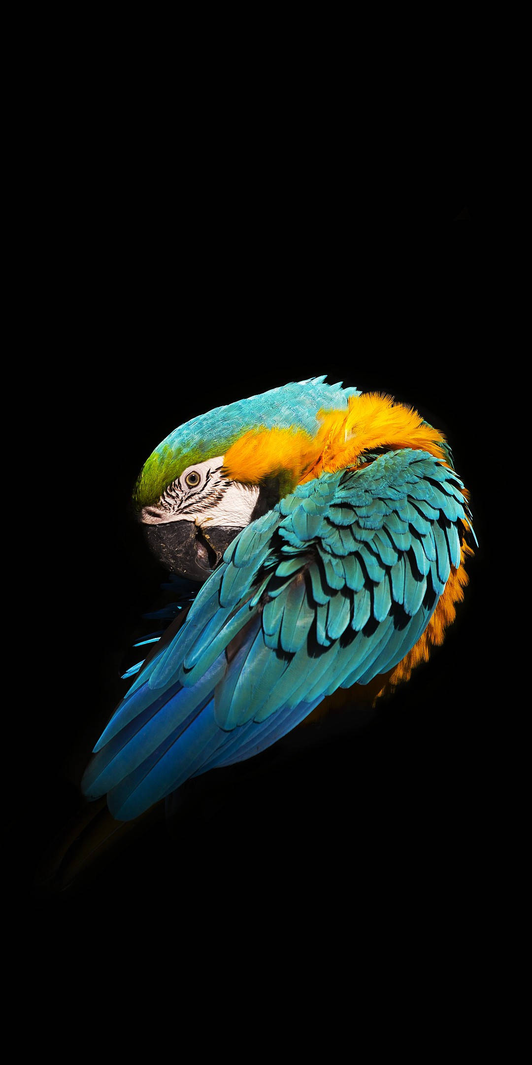 Realme 7 Macaw Wallpaper