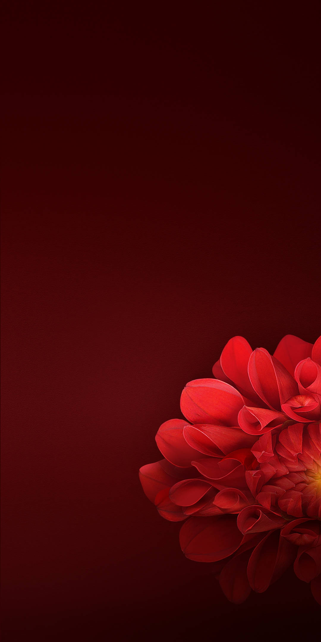 Realme 7 Red Flower Petals Wallpaper