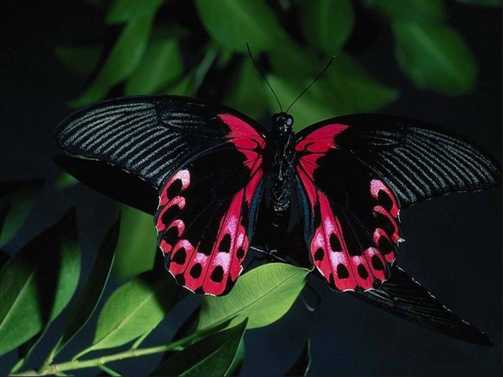 Red And Black Butterfly On Leaves Wallpaper