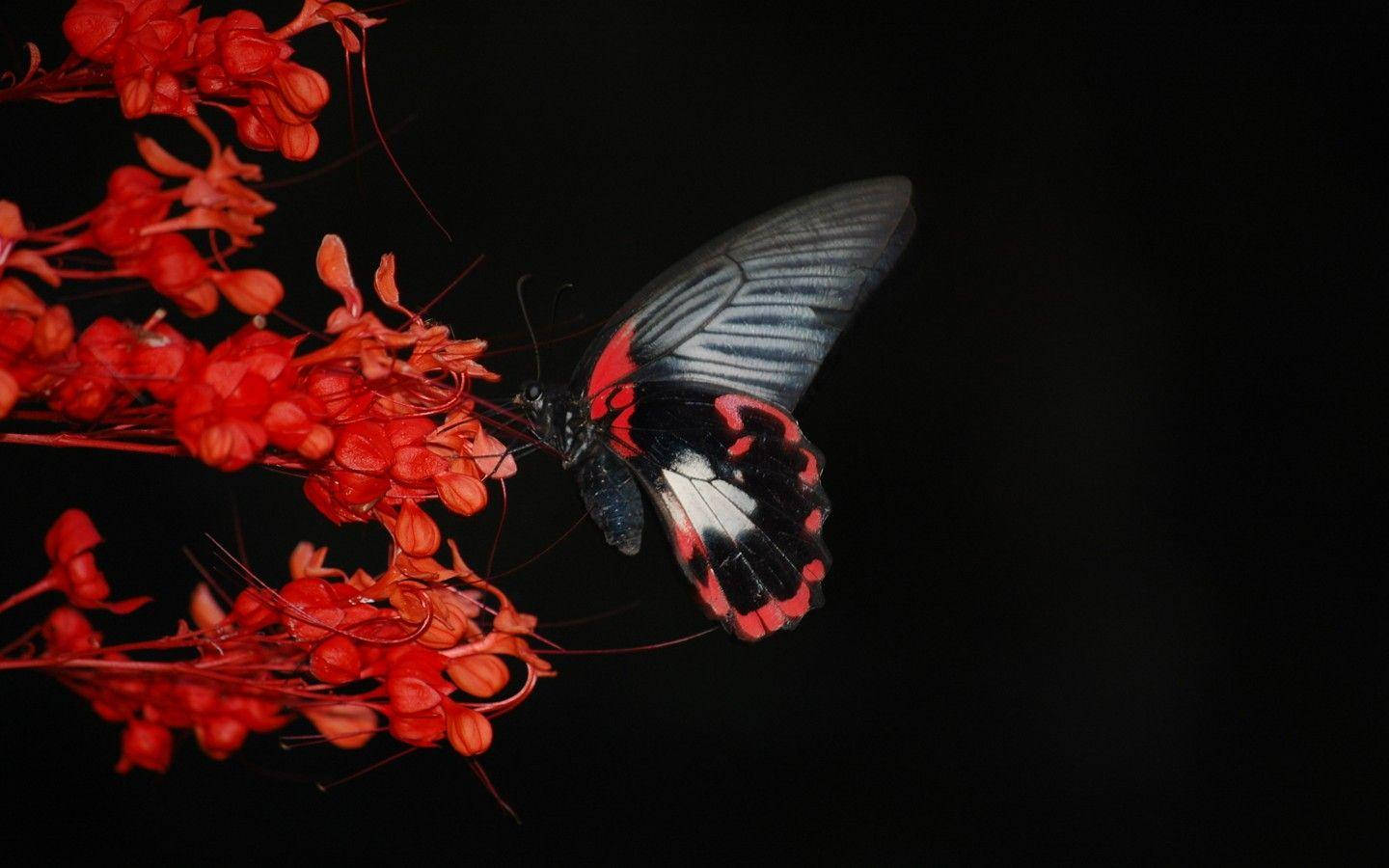 Red And Black Butterly Dim Backdrop Wallpaper