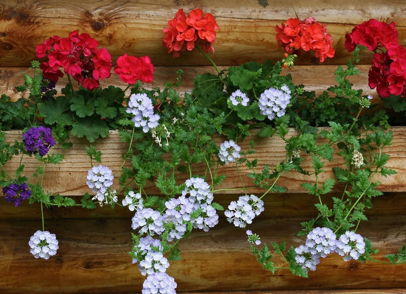 Red And White Flowers In Wooden Container Wallpaper