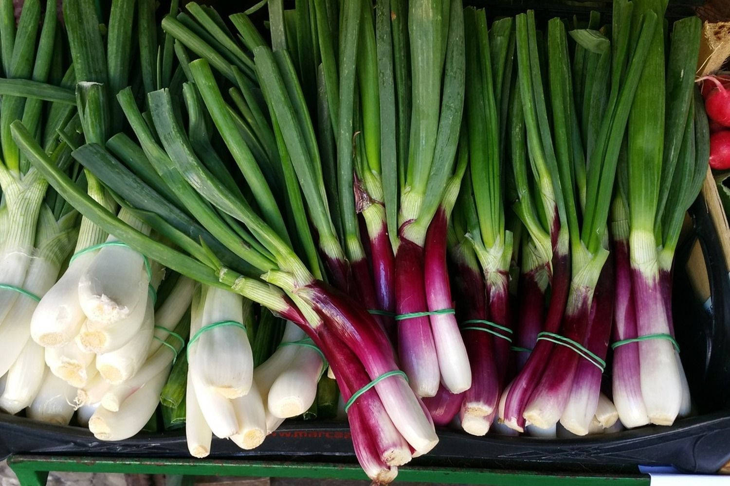 Red And White Spring Onions Wallpaper