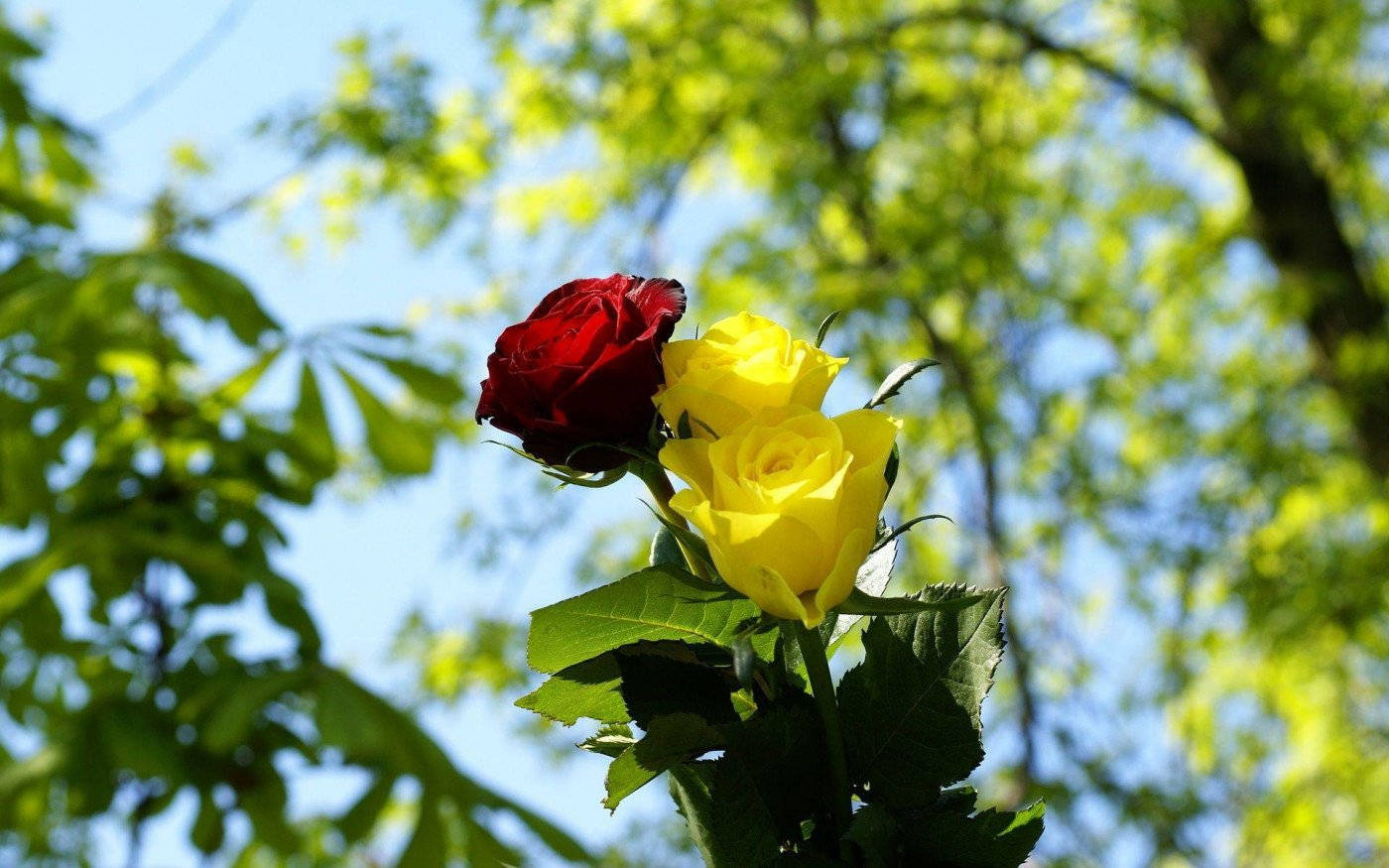 Red And Yellow Rose Wallpaper