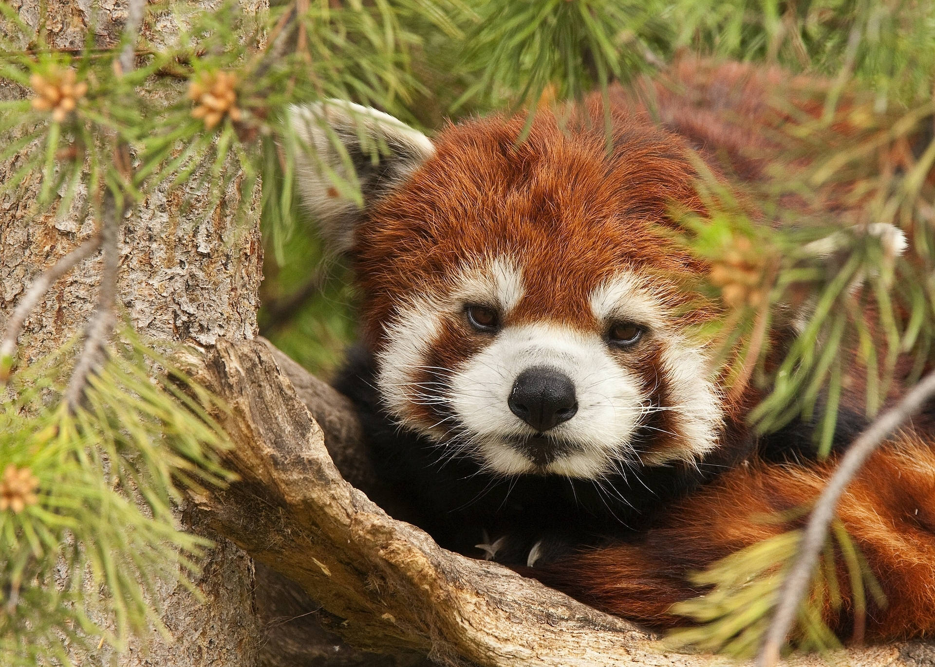 Red Animal Panda Wallpaper