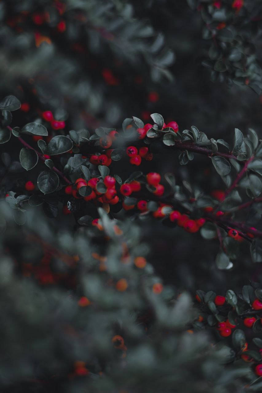 Red Berries Beautiful Phone Wallpaper