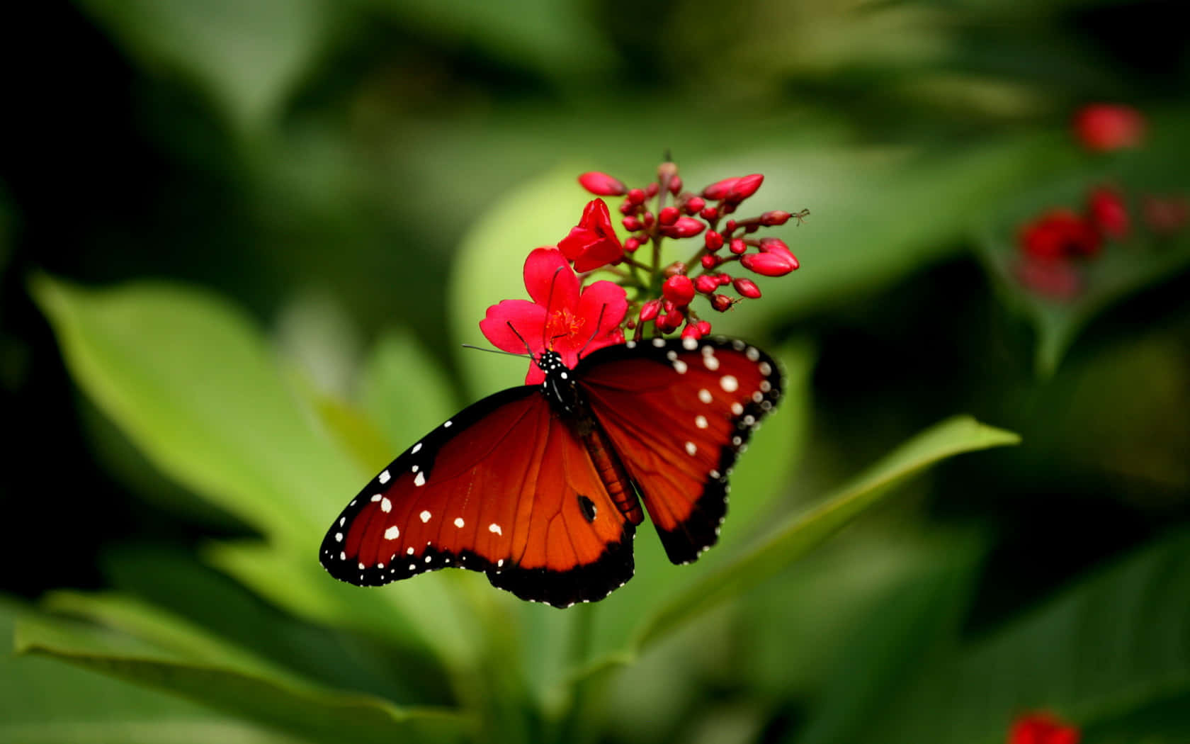 Red Butterfly On Flower Wallpaper