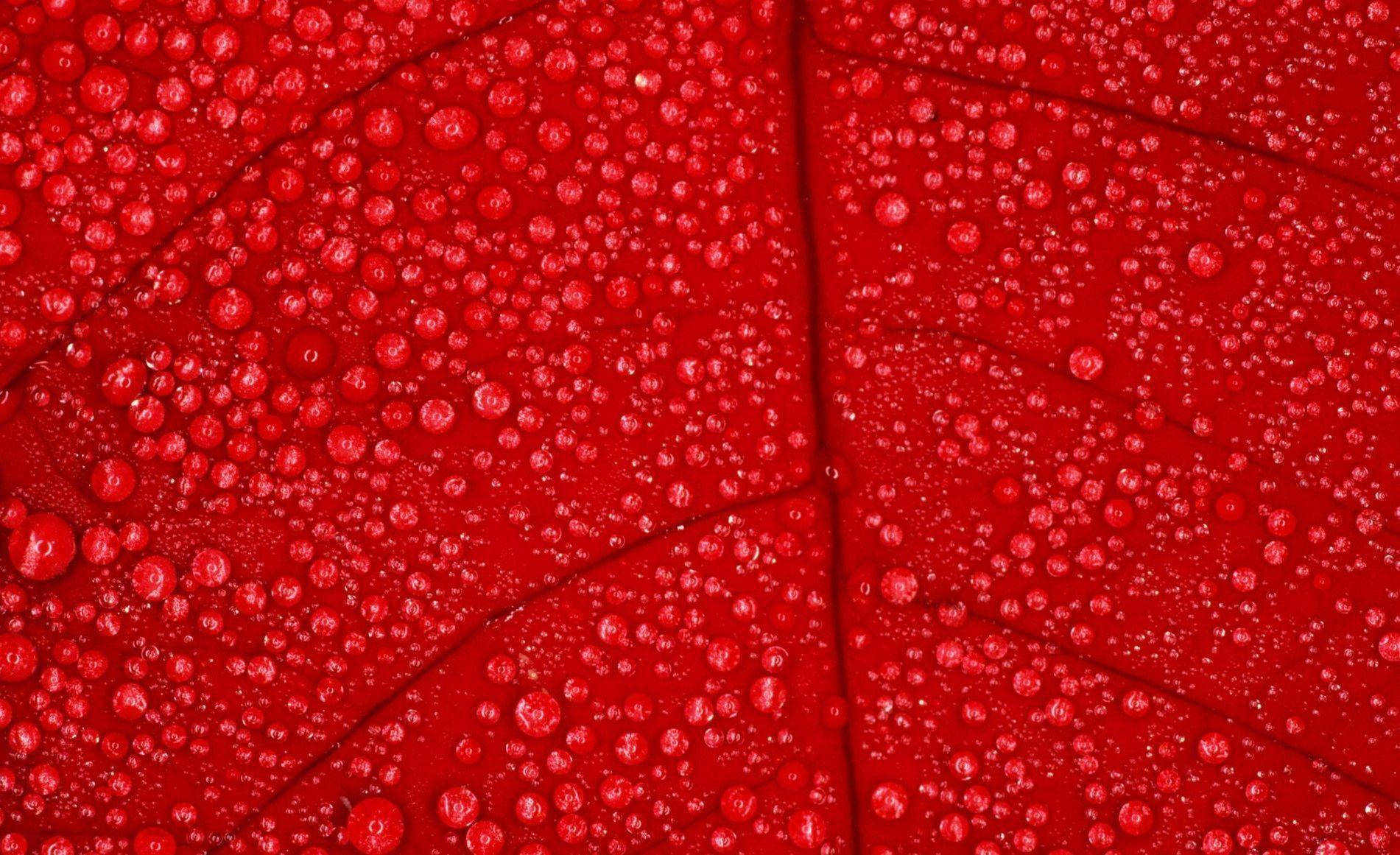 Red Color Leaf Wallpaper
