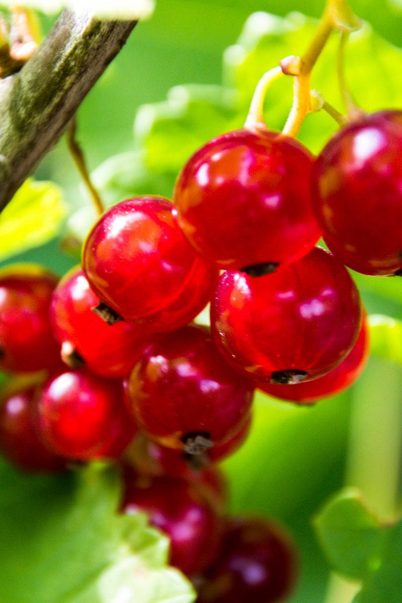 Red Currant Fruits Farm Close Up Shot Wallpaper