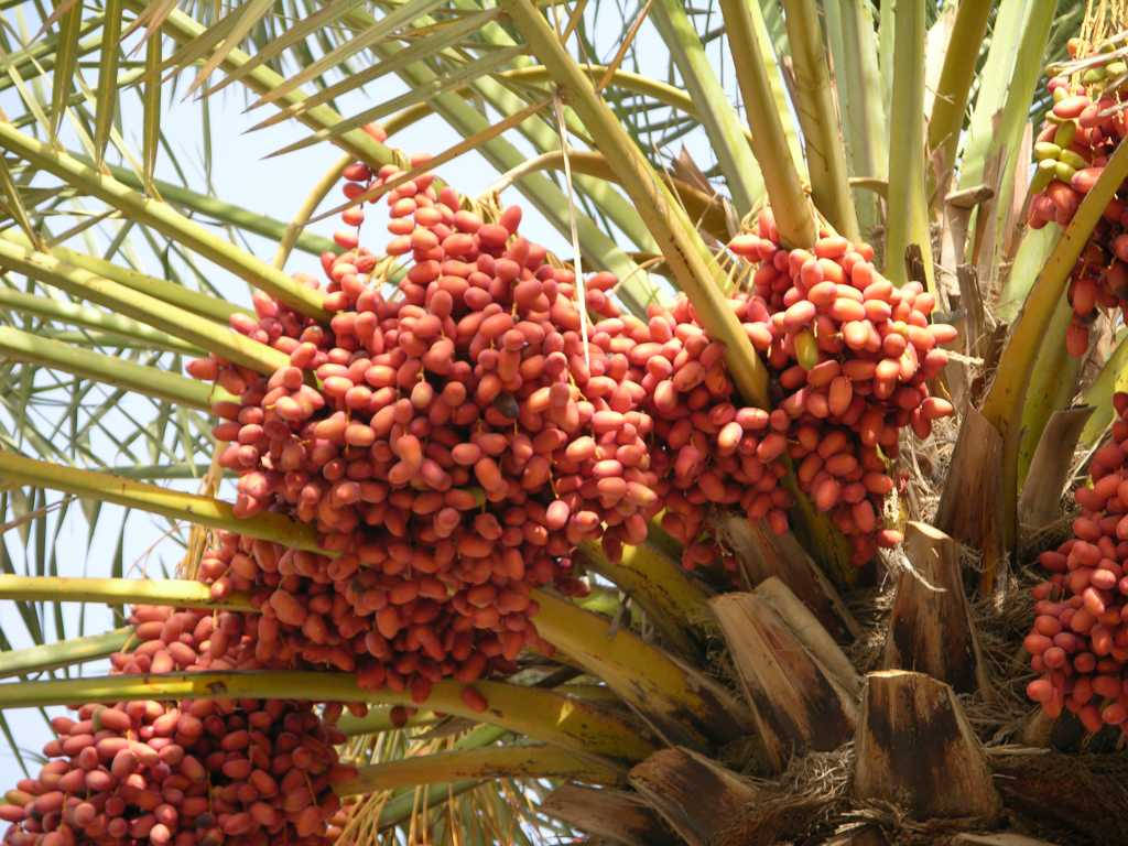 Red Dates Fruit On The Tree Wallpaper