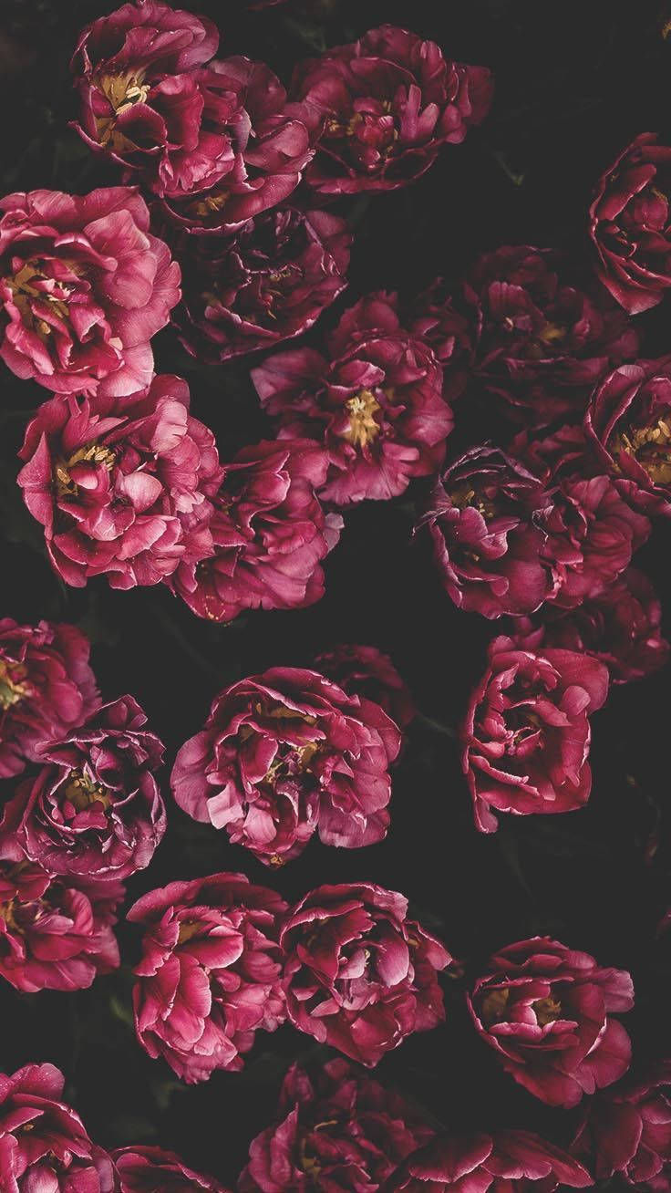 Red Flowers Aesthetic Iphone 11 Wallpaper