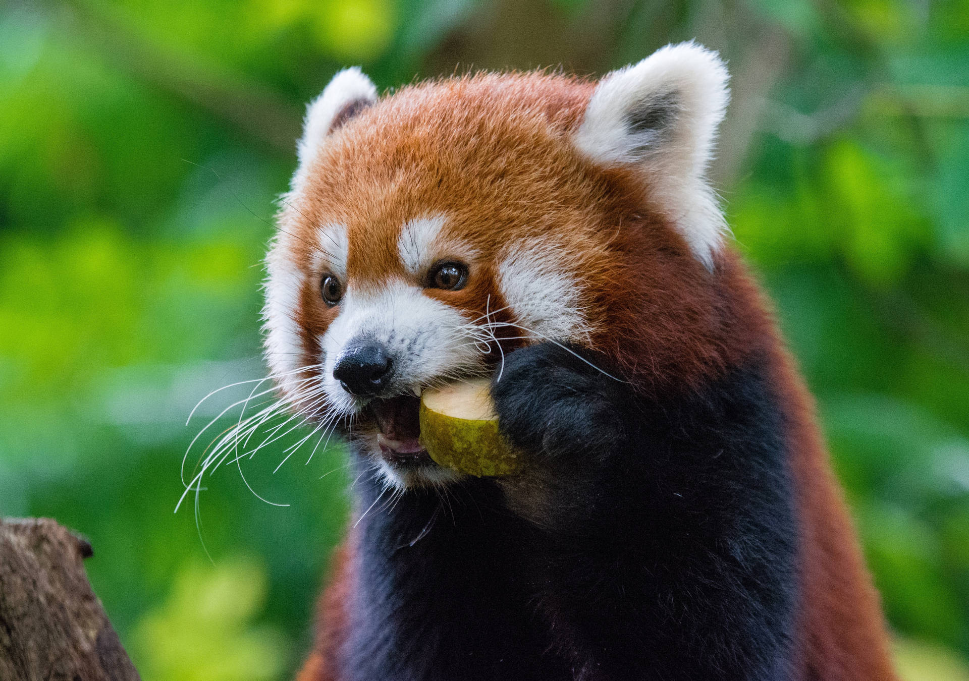 Red Panda Eating Wallpaper