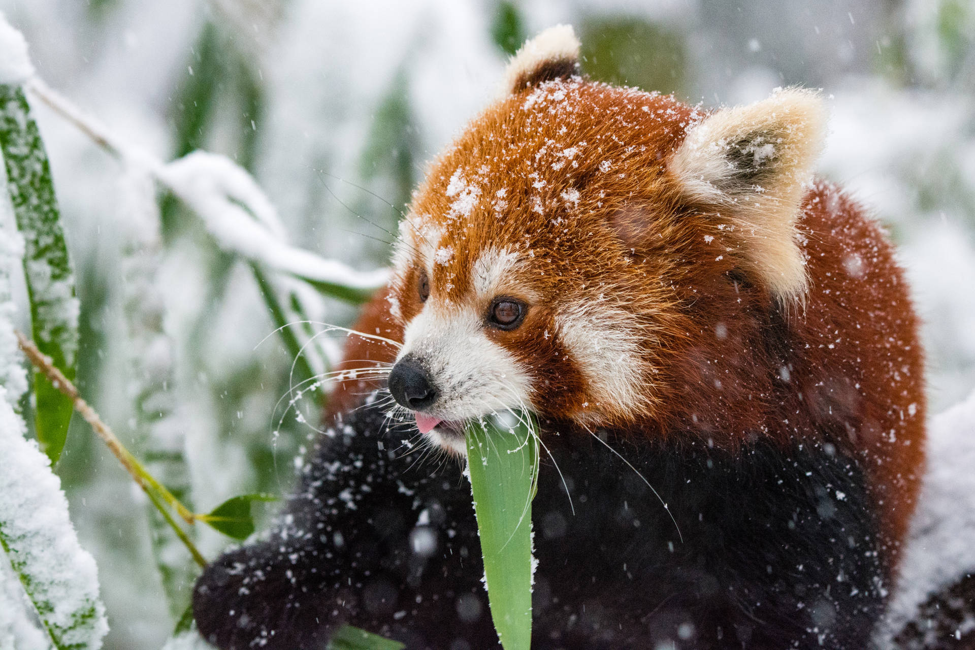 Red Panda In The Snow Wallpaper
