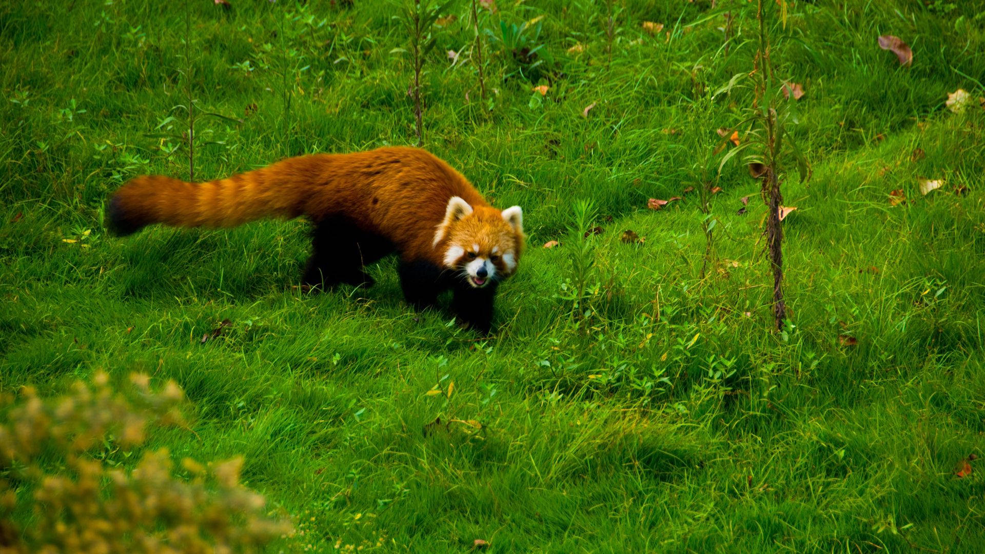 Red Panda On Grassy Field Wallpaper