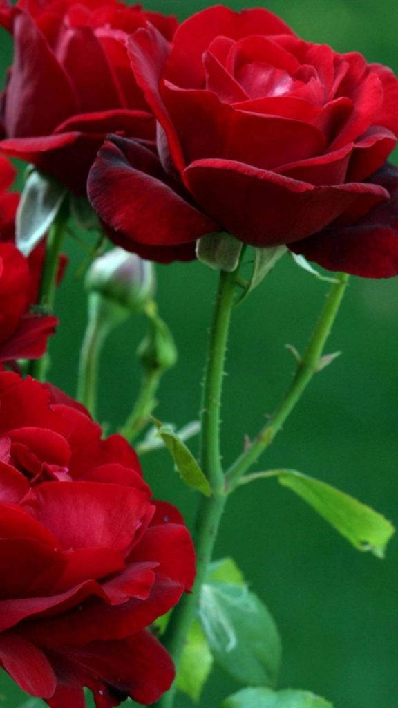 Red Rose Flower Iphone Wallpaper