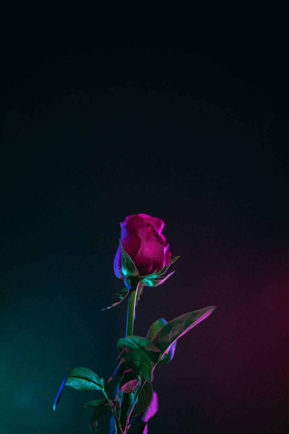 Red Rose Flower Oled Iphone Wallpaper