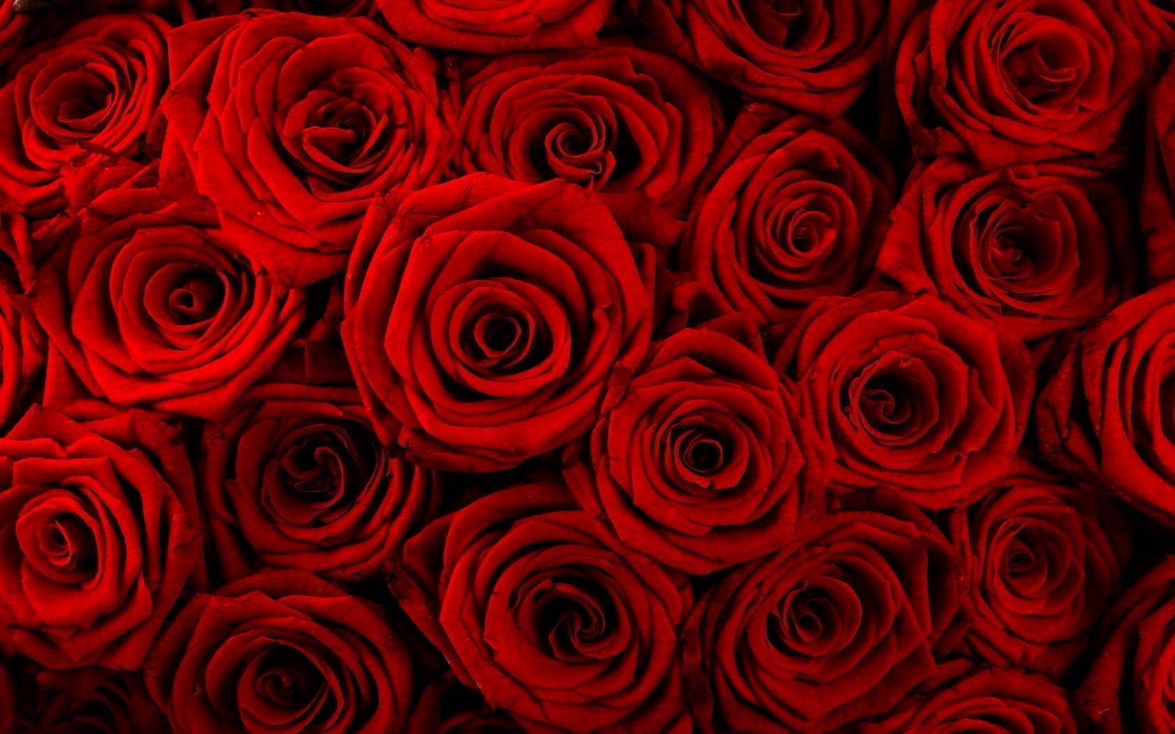 Red Roses Bunch Flower Desktop Wallpaper