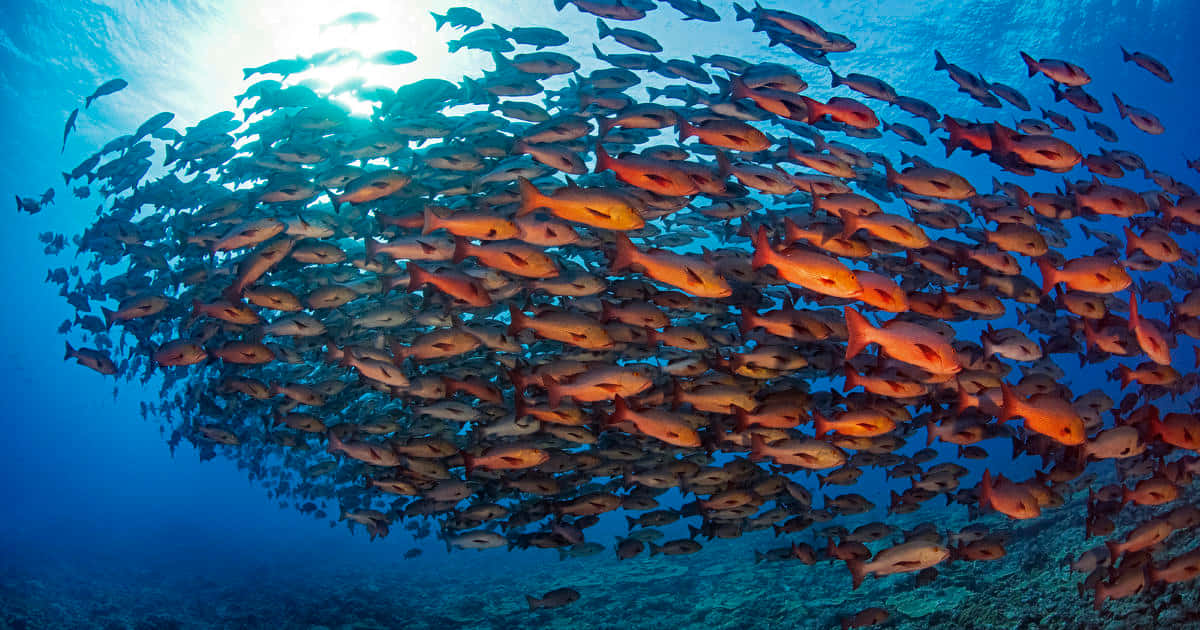 Red Snapper School Underwater Wallpaper