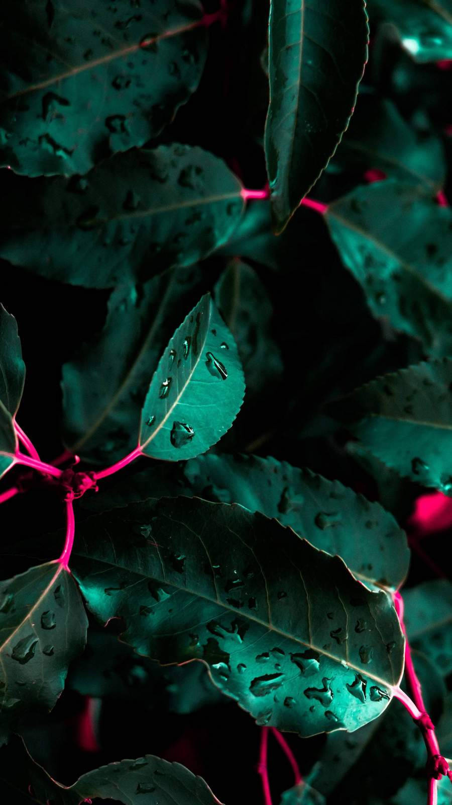Red Stems And Leaves Iphone Wallpaper