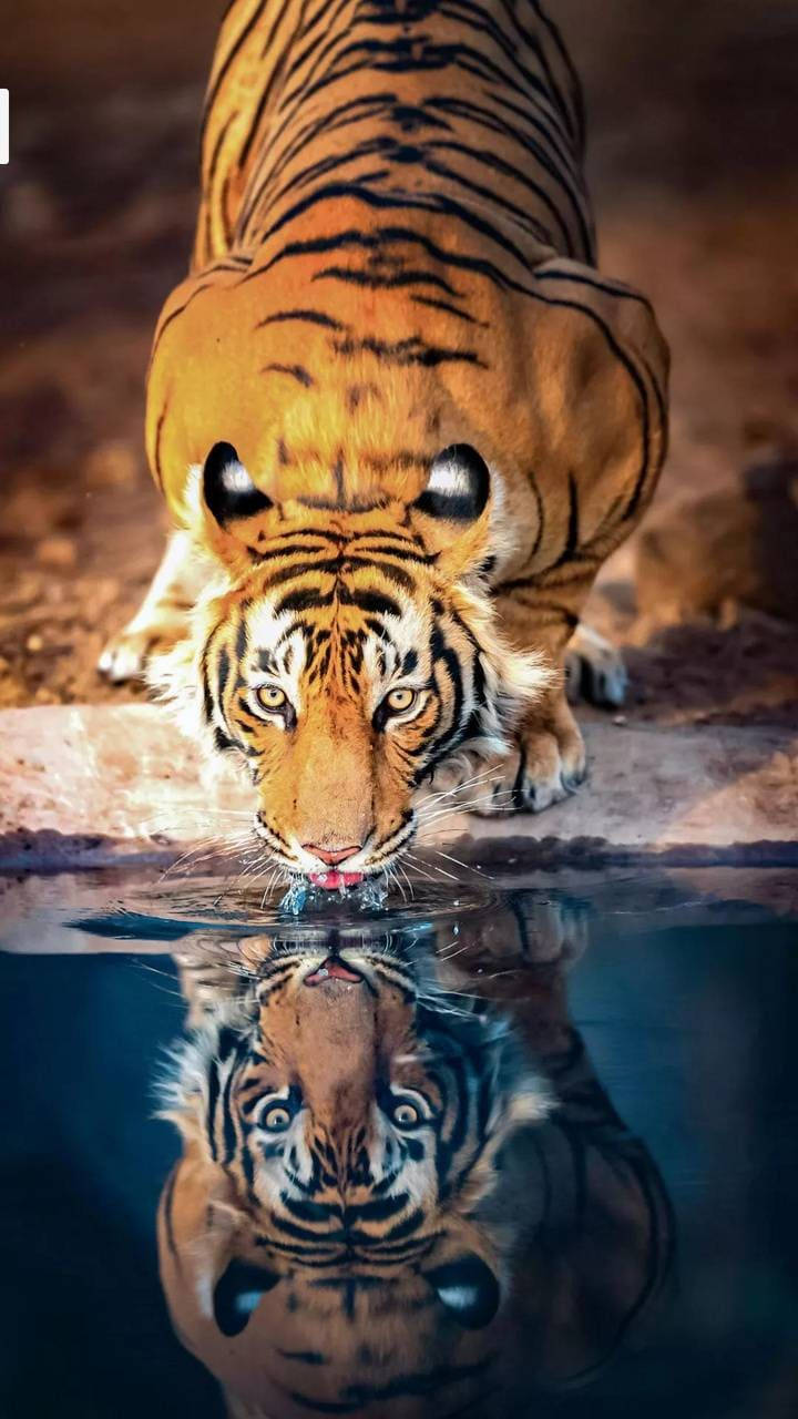 Reflection Tiger Iphone Wallpaper